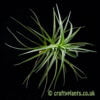 Another look at Tillandsia tenuifolia by craftyplants