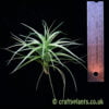 Tillandsia tenuifolia with a ruler by craftyplants