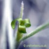 The flower of Tillandsia usneoides by craftyplants