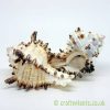 chicoreus chicoreum murex endivia shell 8-13cm from craftyplants.co.uk
