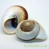 landsnail insomada shell 7-8cm by craftyplants