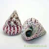 tectus conus strawberry troca shell-3-5cm pack of 2 from craftyplants