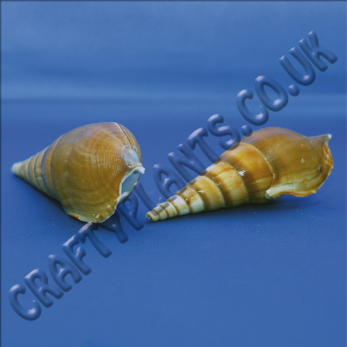tibia insulaechorab arabian tibia shell 9-12cm