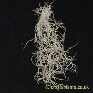 Tillandsia usneoides - Spanish Moss Airplant