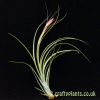 Tillandsia x floridana coming into flower by craftyplants