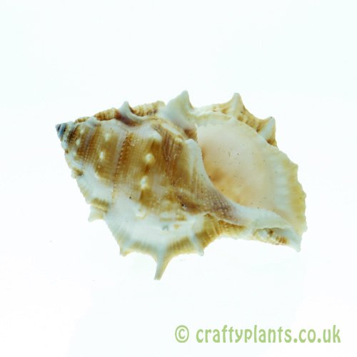 Bufonaria rana frog) shell