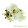 Chicoreus ramosus (white murex) shell from Craftyplants.co.uk