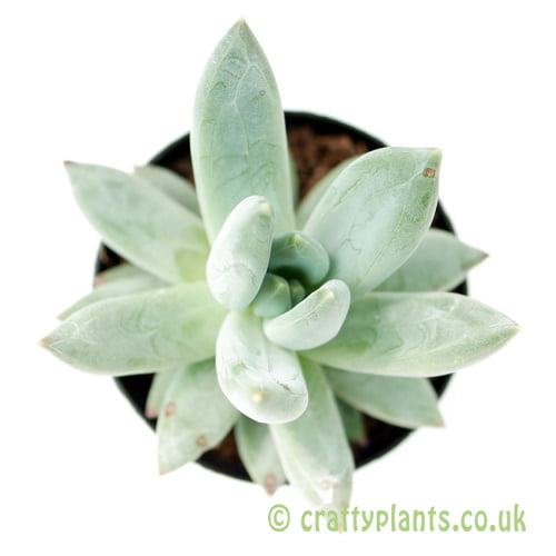 A top down view of Echeveria hookeri from craftyplants