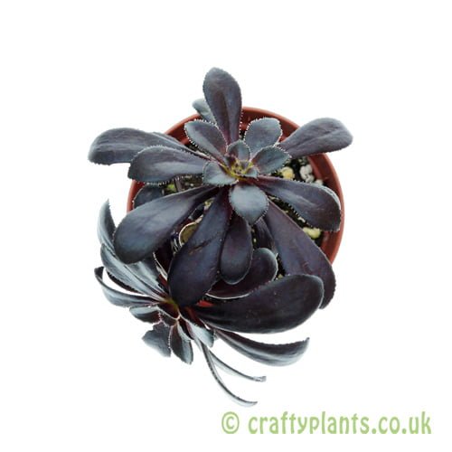 Aeonium arboreum ‘schwarzkopf’ 5.5cm pot from Craftyplants.co.uk