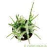Rhipsalis pilocarpa 5.5cm pot from Craftyplants.co.uk