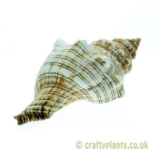 Pleuroploca trapezium (Trapezium Horse Conch) shell from Craftyplants