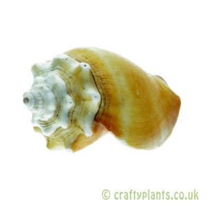 Strombus pugilis (West Indian Fighting Conch) Shell by craftyplants.co.uk