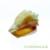 Strombus pugilis (West Indian fighting Conch) shell from Craftyplants.co.uk