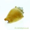 Strombus pugilis (West Indian fighting Conch) shell