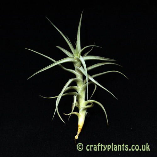 Tillandsia Bergeri caulescent form from Craftyplants.co.uk