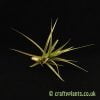 Tillandsia 'Gordon C' (Aeranthos x Tenuifolia) from Craftyplants.co.uk