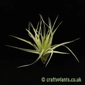 Tillandsia Houston Cotton Candy from Craftyplants