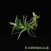 Tillandsia Cocoensis airplant from Craftyplants