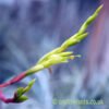 Tillandsia fresnilloensis flowering by craftyplants