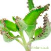 Bryophyllum Diagremontianum mother of millions from craftyplants.co.uk