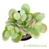 A top down view of Crassula minima from craftyplants