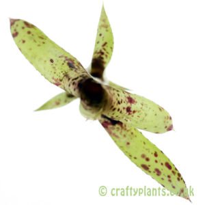 A top down view of Neoregelia pauciflora from craftyplants