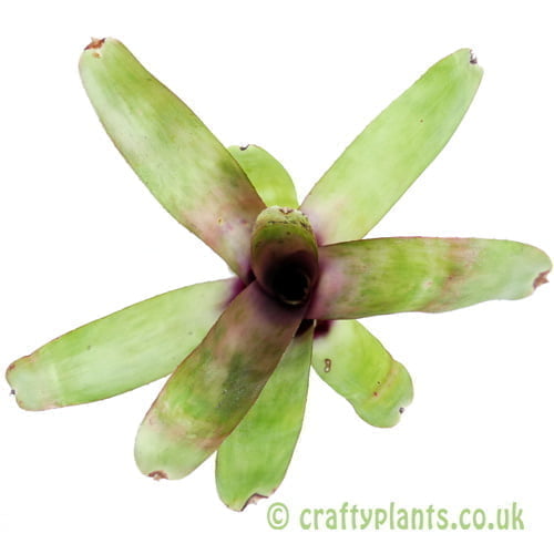 A top down view of Neoregelia schultessiana by craftyplants