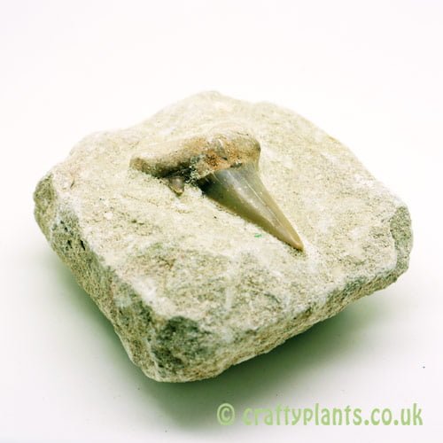 Shark Tooth on Rock in gemstones by Craftyplants