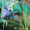 The flower of Tillandsia bergeri caulescent form by craftyplants