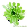 Looking at Aeonium 'Cornish Tribute' from above by craftyplants