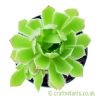 Another example of an Aeonium 'Cornish Tribute' from above by craftyplants