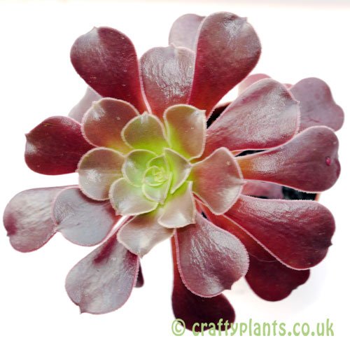 Aeonium Velour from above by craftyplants.co.uk