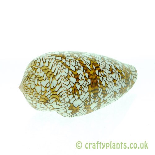 Conus Textile shell from craftyplants