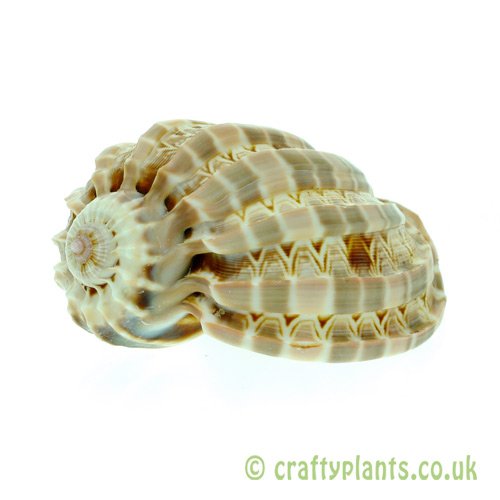 Harpa Harpa shell in shells at craftyplants.co.uk