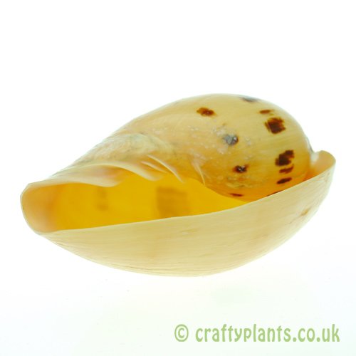 Indian Veluta Melo Shell from craftyplants