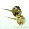 Murex Haustellum Shells from craftyplants