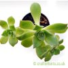 Aeonium Haworthii viewed from the top by Craftyplants