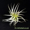 Tillandsia Recurvifolia by Craftyplants.co.uk