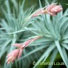 Tillandsia recurvifolia in flower by craftyplants