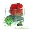 Elements Airplant Kit - FIRE adding moss by craftyplants