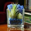 Elements Airplant Kit - WATER by craftyplants