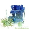Elements Airplant Kit - WATER adding moss by craftyplants