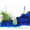 Elements Airplant Kit - WATER components by craftyplants