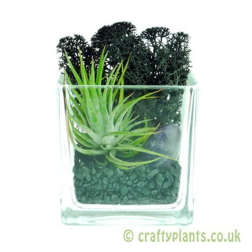 Elements Airplant Kit - AETHER complete from craftyplants