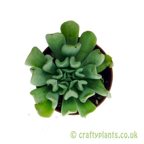 Echeveria Ruyonii top image from craftyplants.co.uk