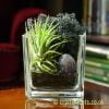 Elements Airplant Kit - AETHER by craftyplants