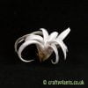 Tillandsia Chiapensis from craftyplants.co.uk