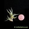 Tillandsia Funebris viewed with a penny by craftyplants