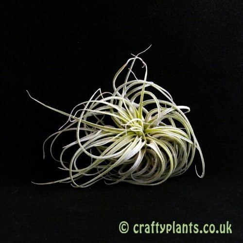 Tillandsia Matudae top view by craftyplants