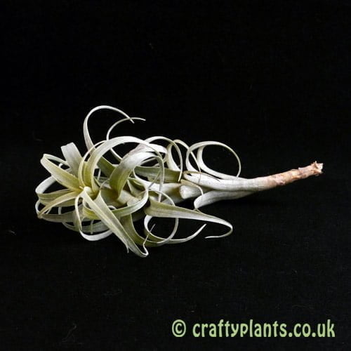 tillandsia nana by craftyplants.co.uk